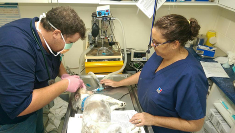 Proserpine Vet Surgery - Vets Newcastle 2