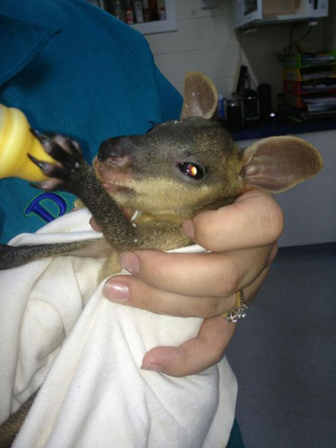 Proserpine Vet Surgery - Vets Newcastle 4