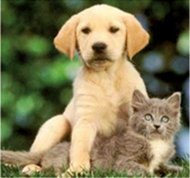 Pyramid Veterinary Surgery - Vets Newcastle 1