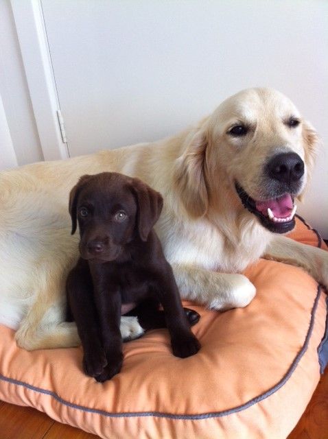 Shoal Bay Veterinary Clinic - Vets Newcastle 2