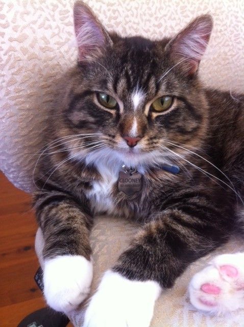 Shoal Bay Veterinary Clinic - Vets Newcastle 3