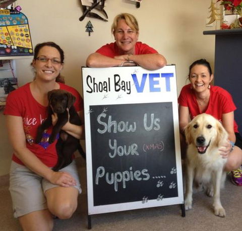 Shoal Bay Veterinary Clinic - Vets Newcastle 5