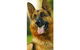 Sunshine Beach Veterinary Surgery - thumb 4