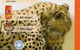 Sunshine Beach Veterinary Surgery - thumb 10