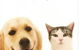 Sunshine Beach Veterinary Surgery - thumb 11