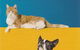 Sunshine Beach Veterinary Surgery - thumb 12