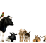 Tropical Vet Services - Vets Newcastle