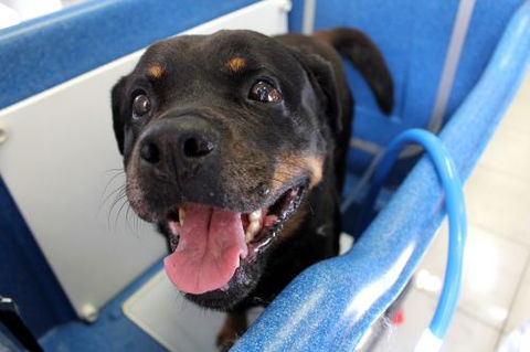 Yeppoon Veterinary Surgery - Vets Newcastle 5
