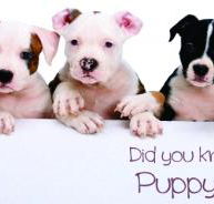 McPherson Kim Dr Valley Vet Surgery - Vets Newcastle