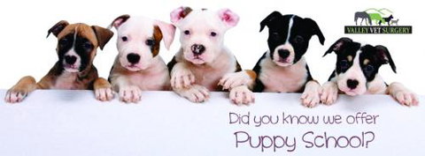 ONeil Cameron Dr Valley Vet Surgery - Vets Newcastle 0