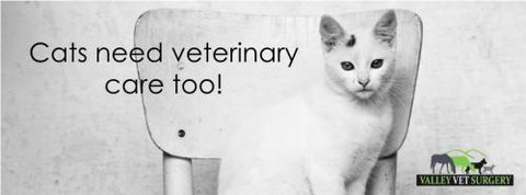 ONeil Cameron Dr Valley Vet Surgery - Vets Newcastle 2