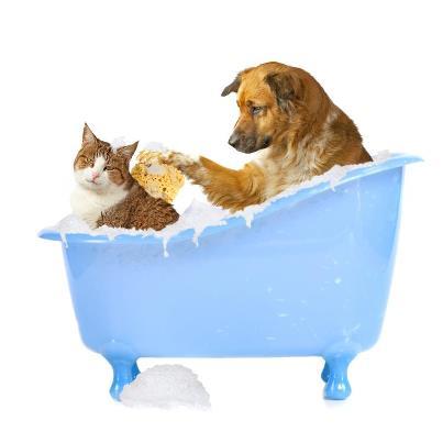 ONeil Cameron Dr Valley Vet Surgery - Vets Newcastle 4