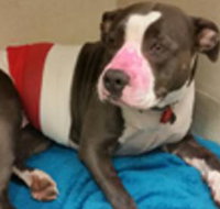 Dr David Lemmon - Vets Newcastle