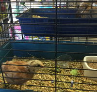 Pets R Us Raymond Terrace - Vets Newcastle