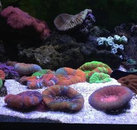 Animal Obsession - Vets Newcastle