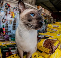 Whitsunday Better Pets - Vets Newcastle
