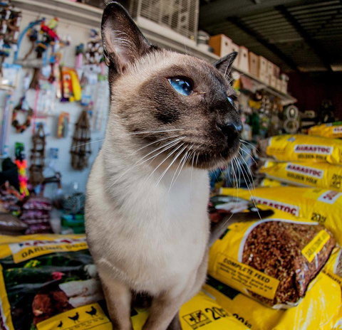 Whitsunday Better Pets - Vets Newcastle 0