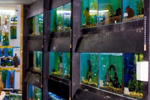 Whitsunday Better Pets - Vets Newcastle 1