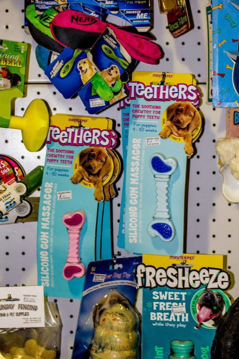 Whitsunday Better Pets - Vets Newcastle 4