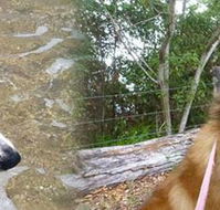 Pets  Ponds - Vets Newcastle