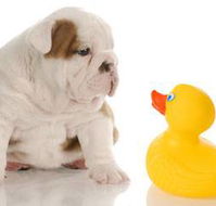 Margarets Dog Coats and Accessories - Vets Newcastle